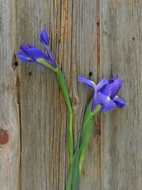 TELSTAR  BLUE IRIS